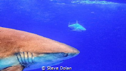 Caribbean Reef Shark. In the Bahamas south of Nassau. (A ... by Steve Dolan 